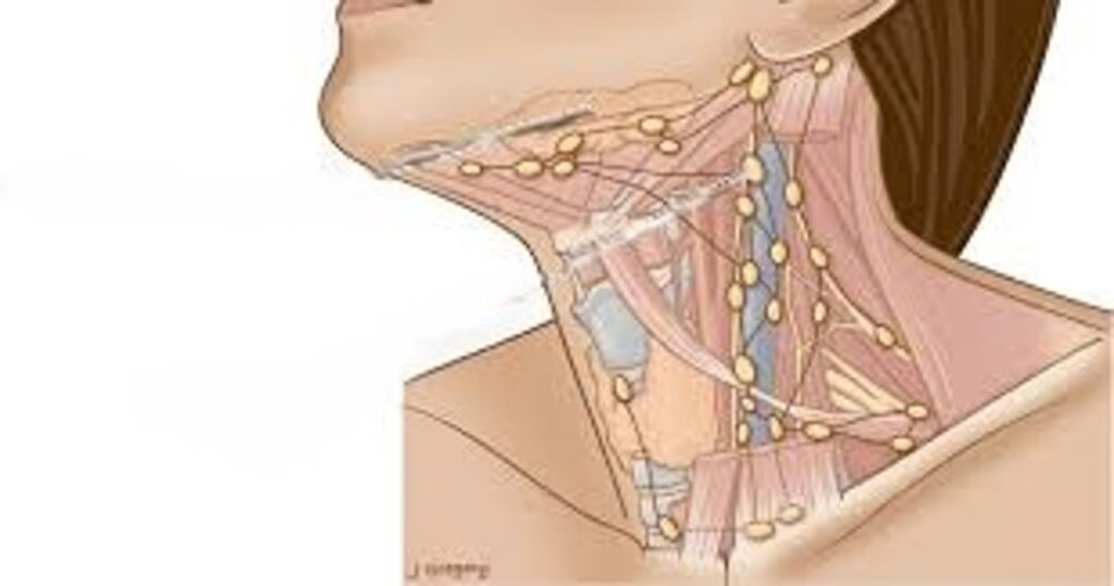 linfonodos cervicais
