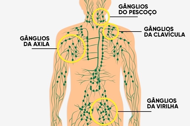 gânglios linfáticos
