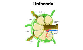 Linfonodos abdominais