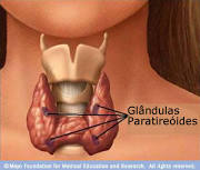 Paratireoide